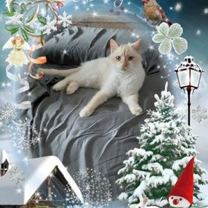 Meet your Posher, Toby